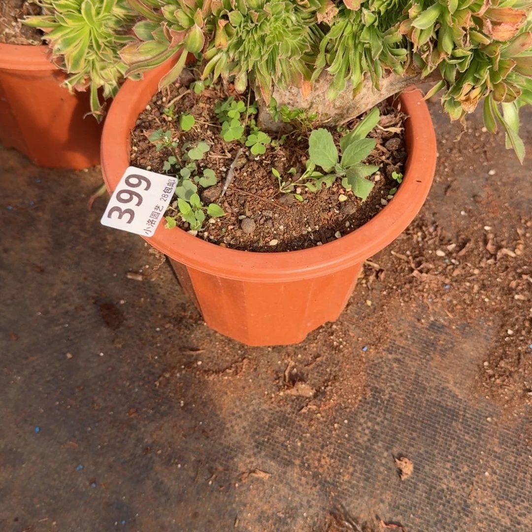 399碧螺春缀化多肉植物满28包邮