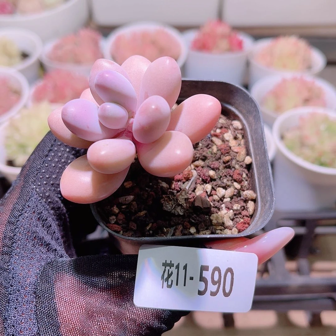 花利美11-590桃蛋