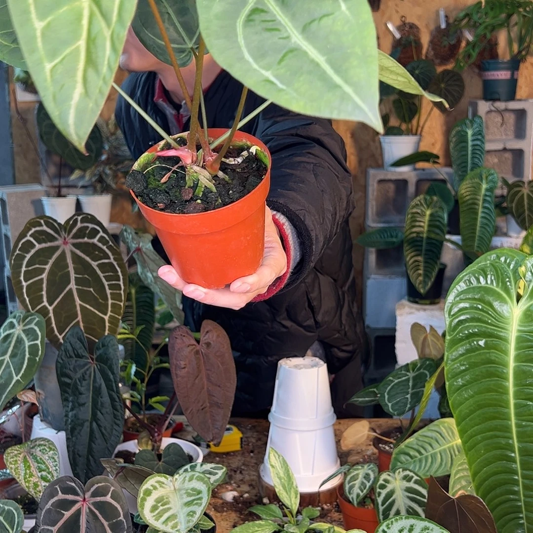 完全开放小颗花烛