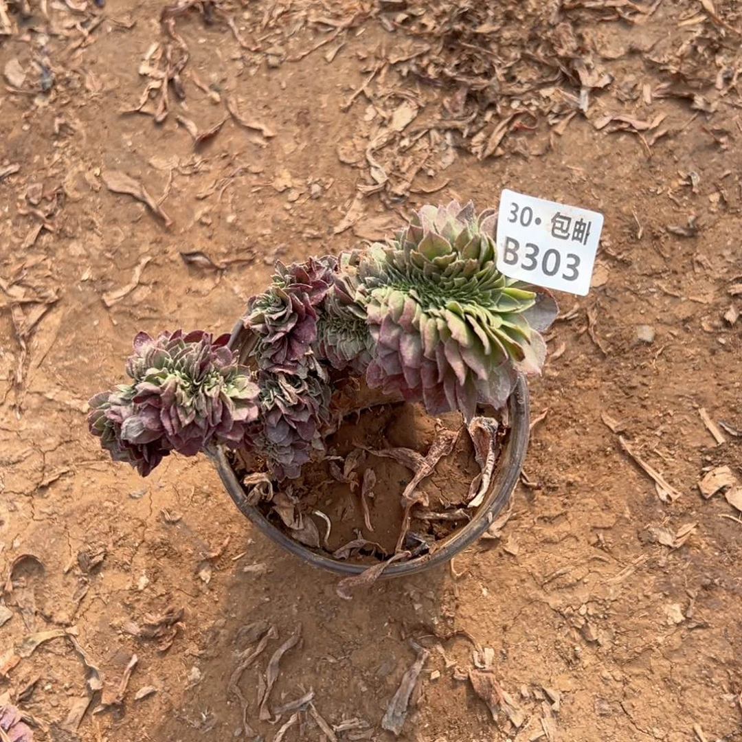 依****）303 多肉法师断枝不包