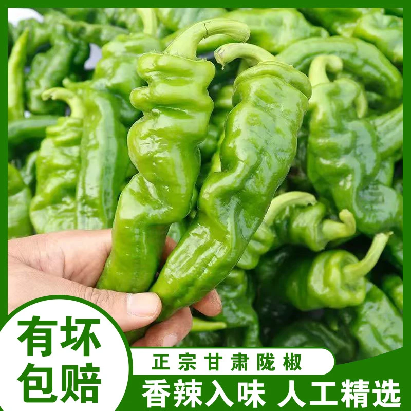 新鲜辣椒现摘农家辣椒陇椒露天虎皮椒甘肃直播发货农村辣椒新鲜