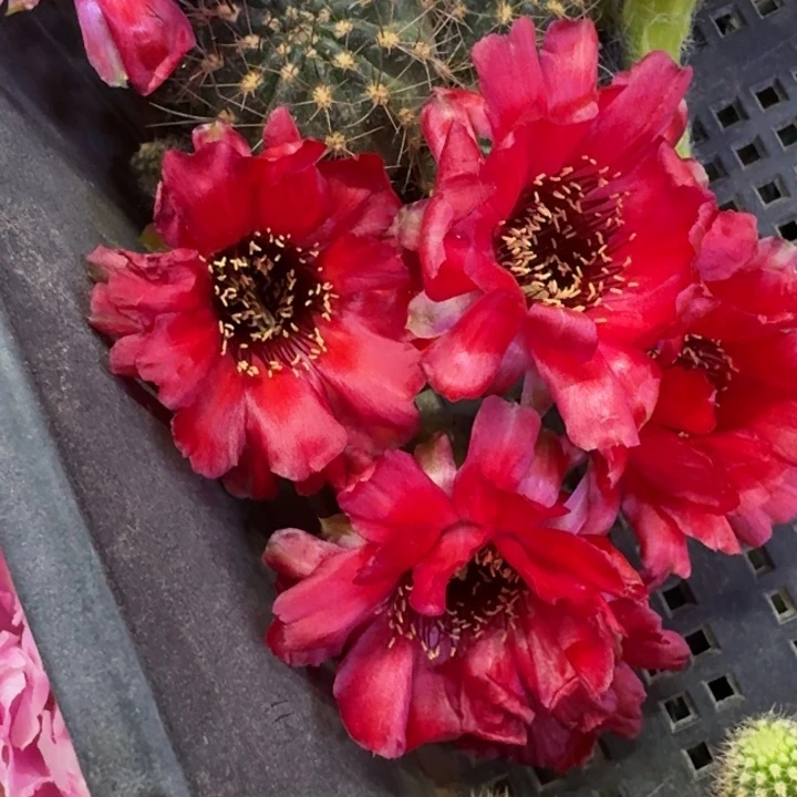 19白檀血色歪2个无根侧牙小，20包邮