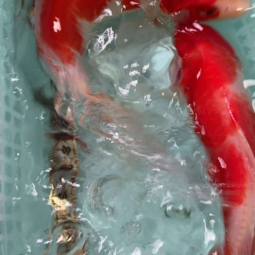 锦鲤冷水锦鲤包邮