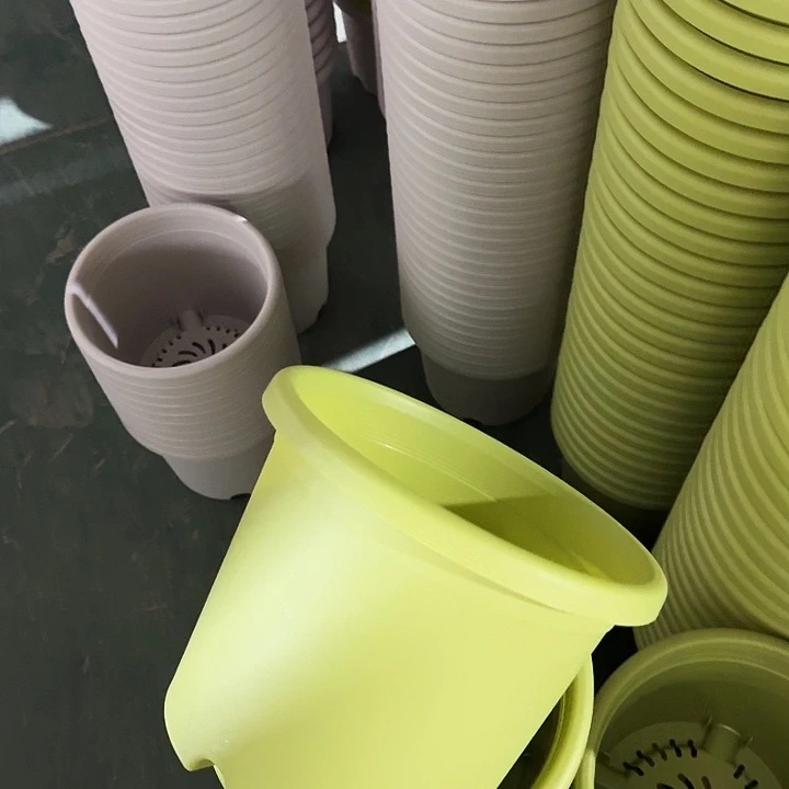 四季3号果绿无托10个特价