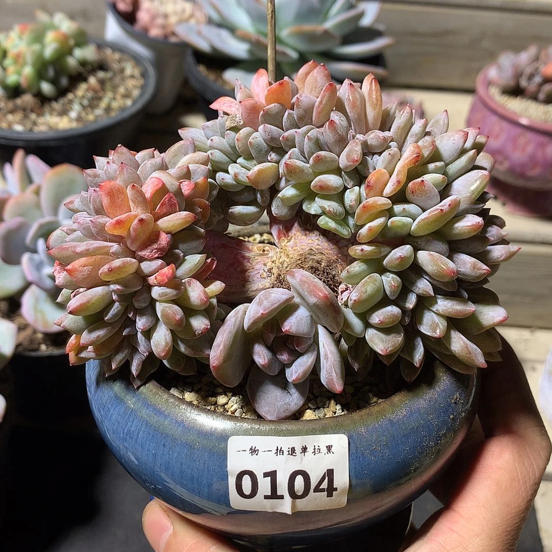 104石榴籽星影缀一颗12.5厘米