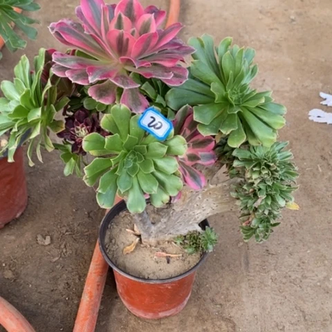 原始绿缀嫁接一物一拍