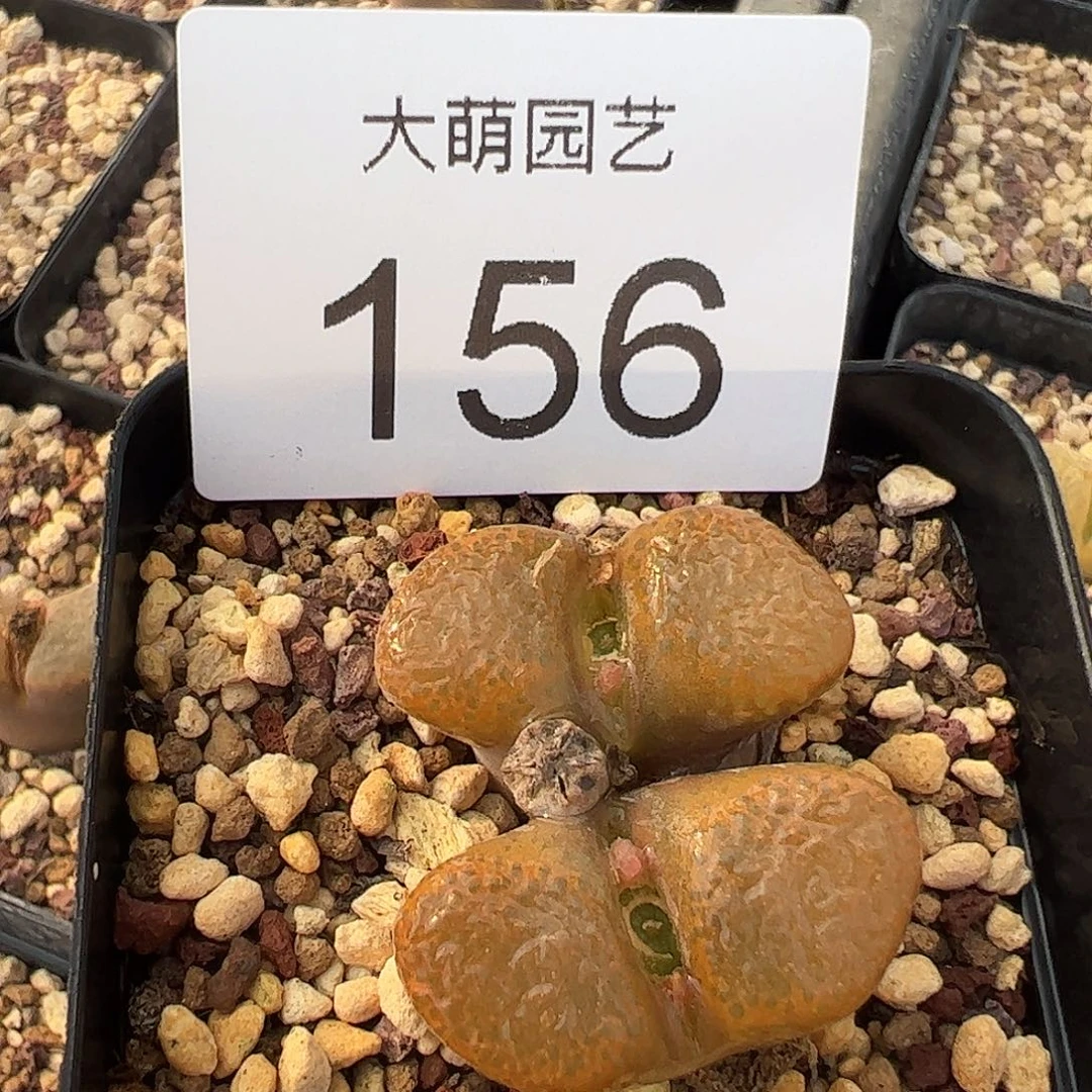 一物一拍             脱土发156