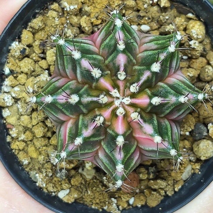 淡粉背线 一物一拍