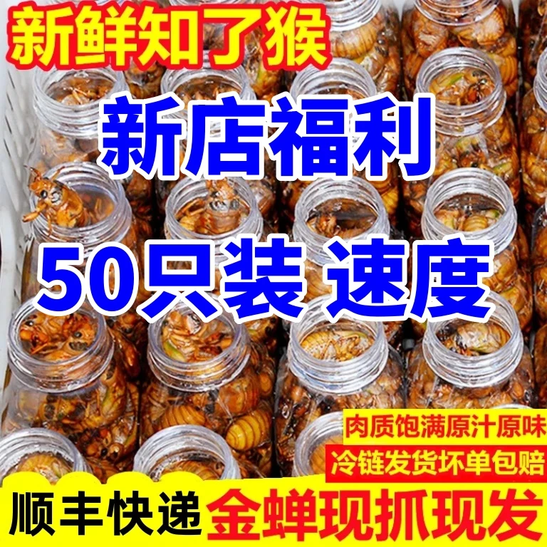【顺丰包邮】山东大个头知了猴 中途退货接受可以买不接受任何理由