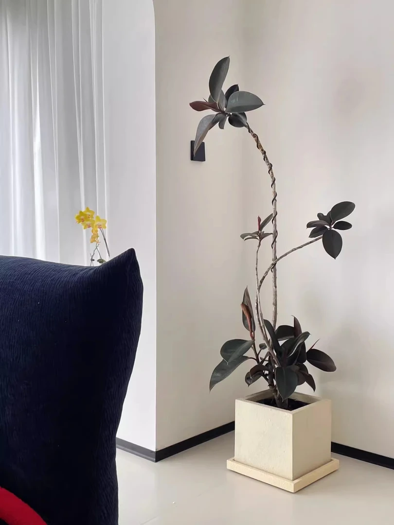 黑金刚橡皮树客厅大型盆栽室内净化空气好养绿植大摆件兰桂坊