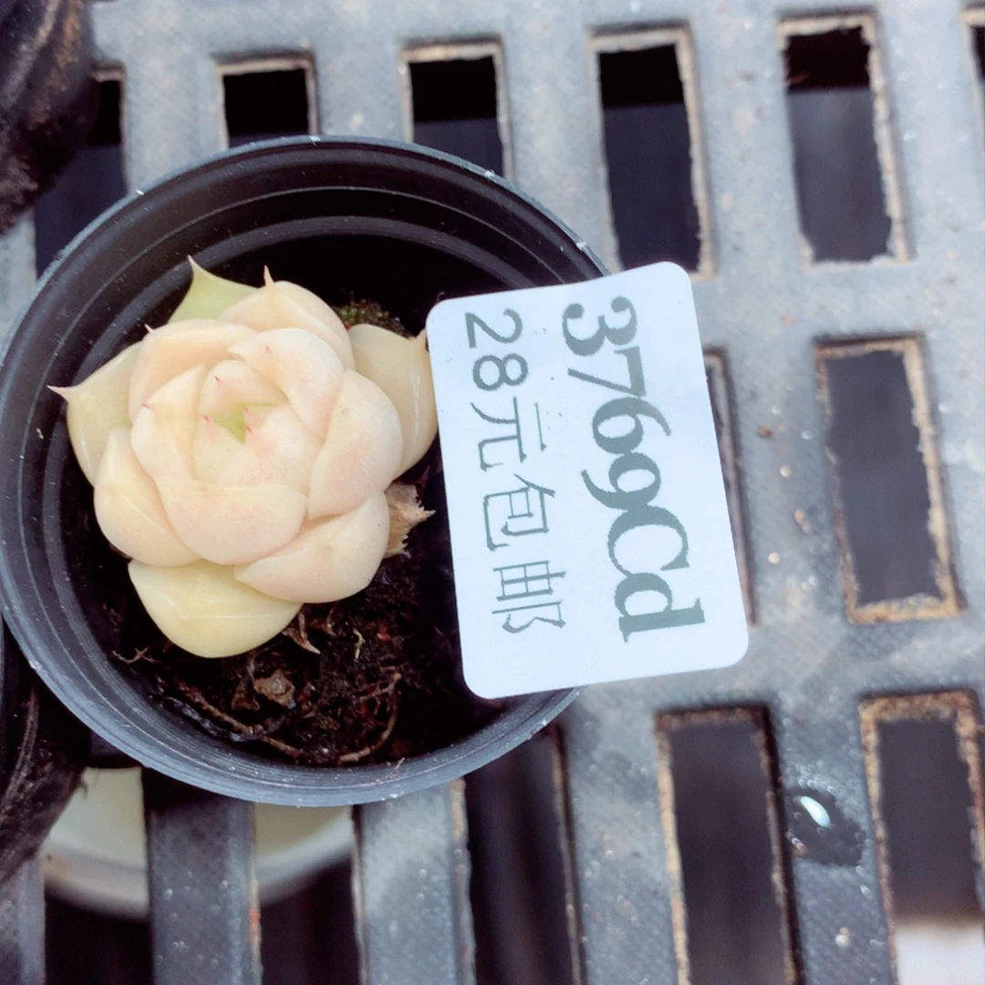 5厘米盆精控多肉3769