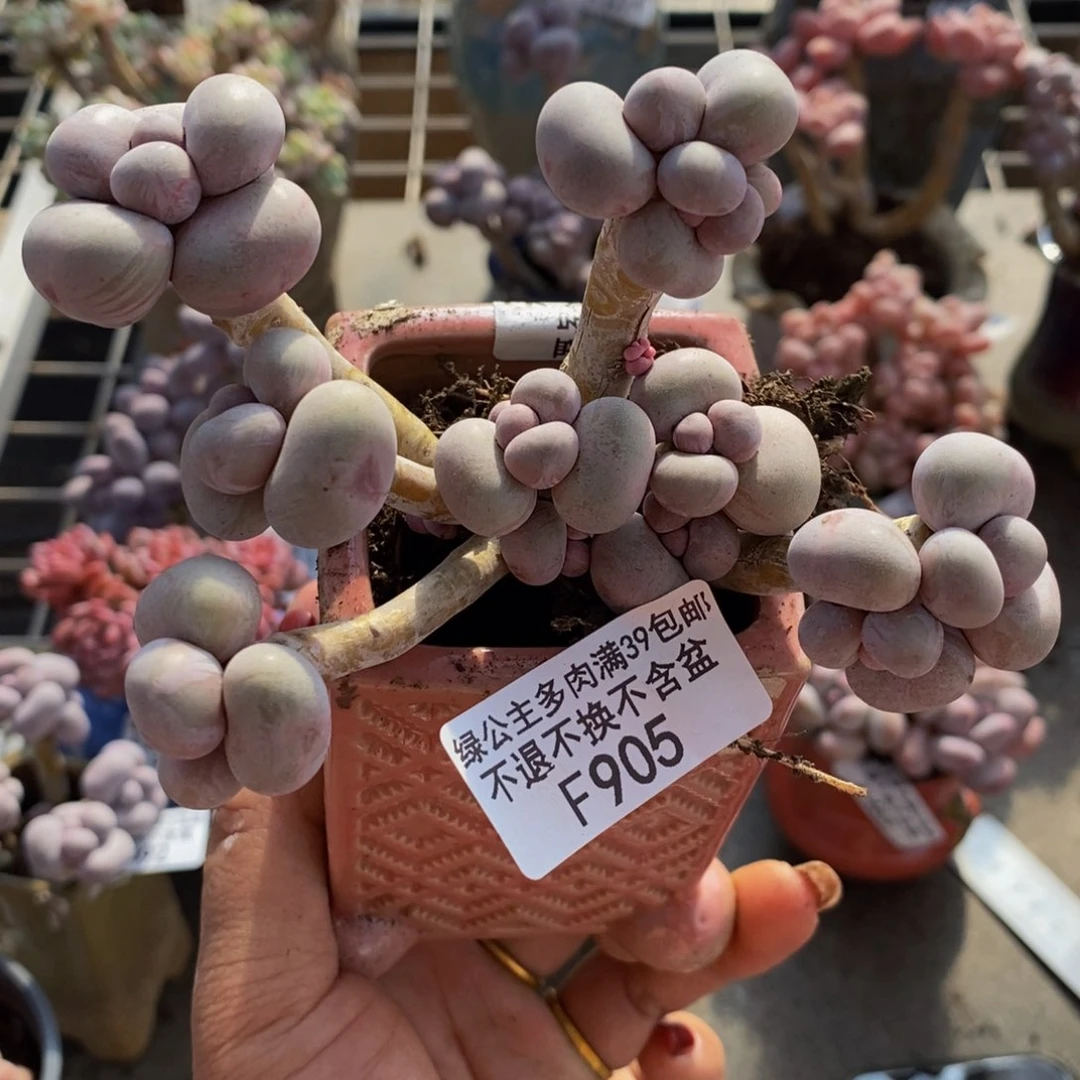 芭比奶酪905/9c m