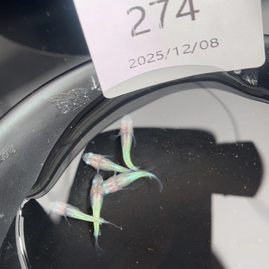 青鳉鱼274蛋白石短五尾