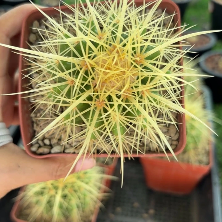 实生狂刺金虎好养皮实