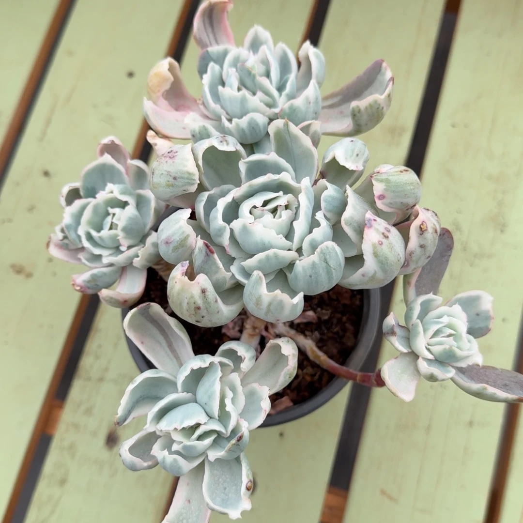 伯克利锦锦上园艺一物一拍