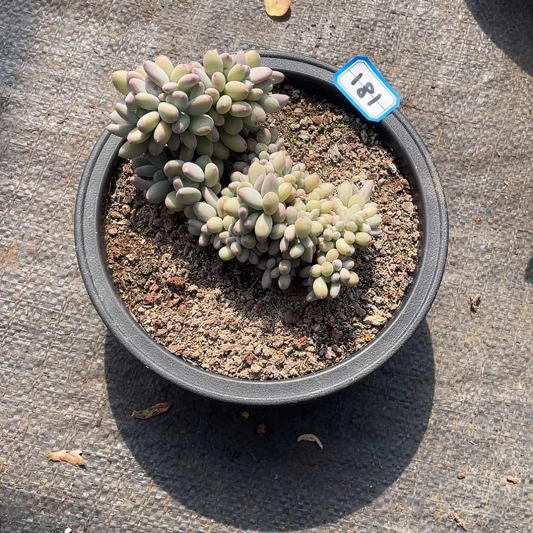 181三日月一物一拍多肉