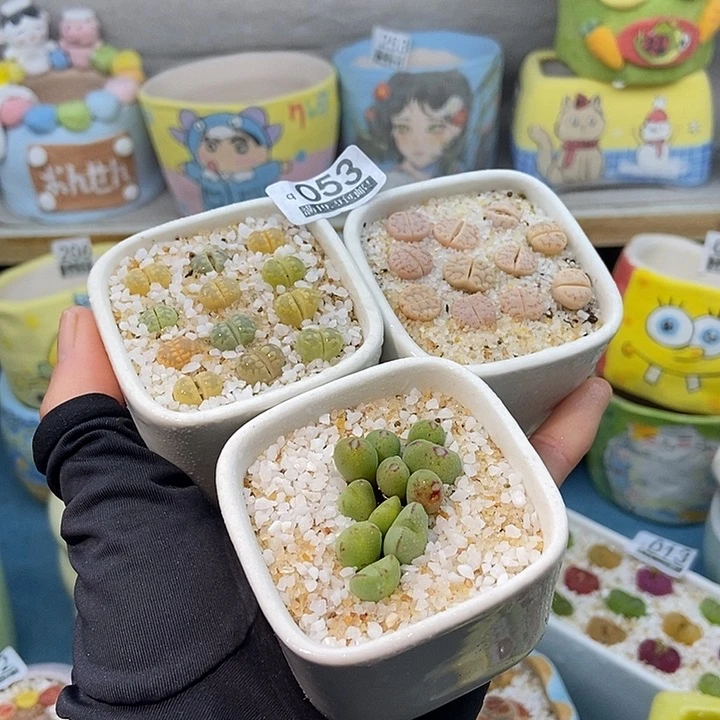 大舅生石花肉锥多肉053