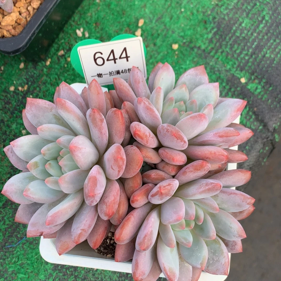 半夏老桩无砍平头644