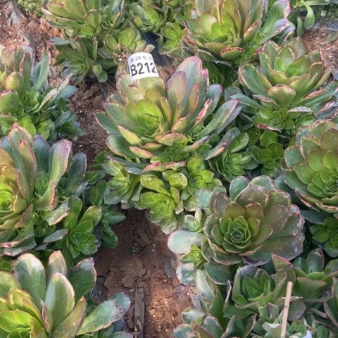 212枚金玫瑰不包断枝