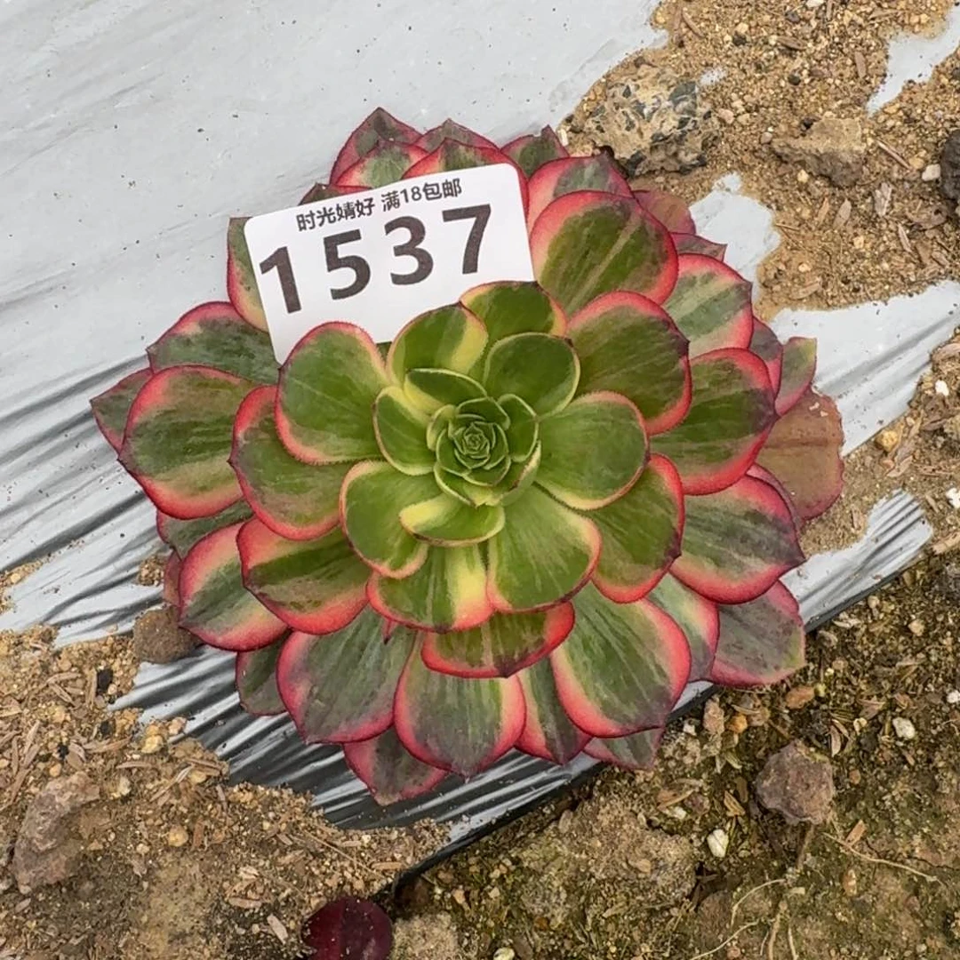 平***樂1537黑魔锦多肉植物