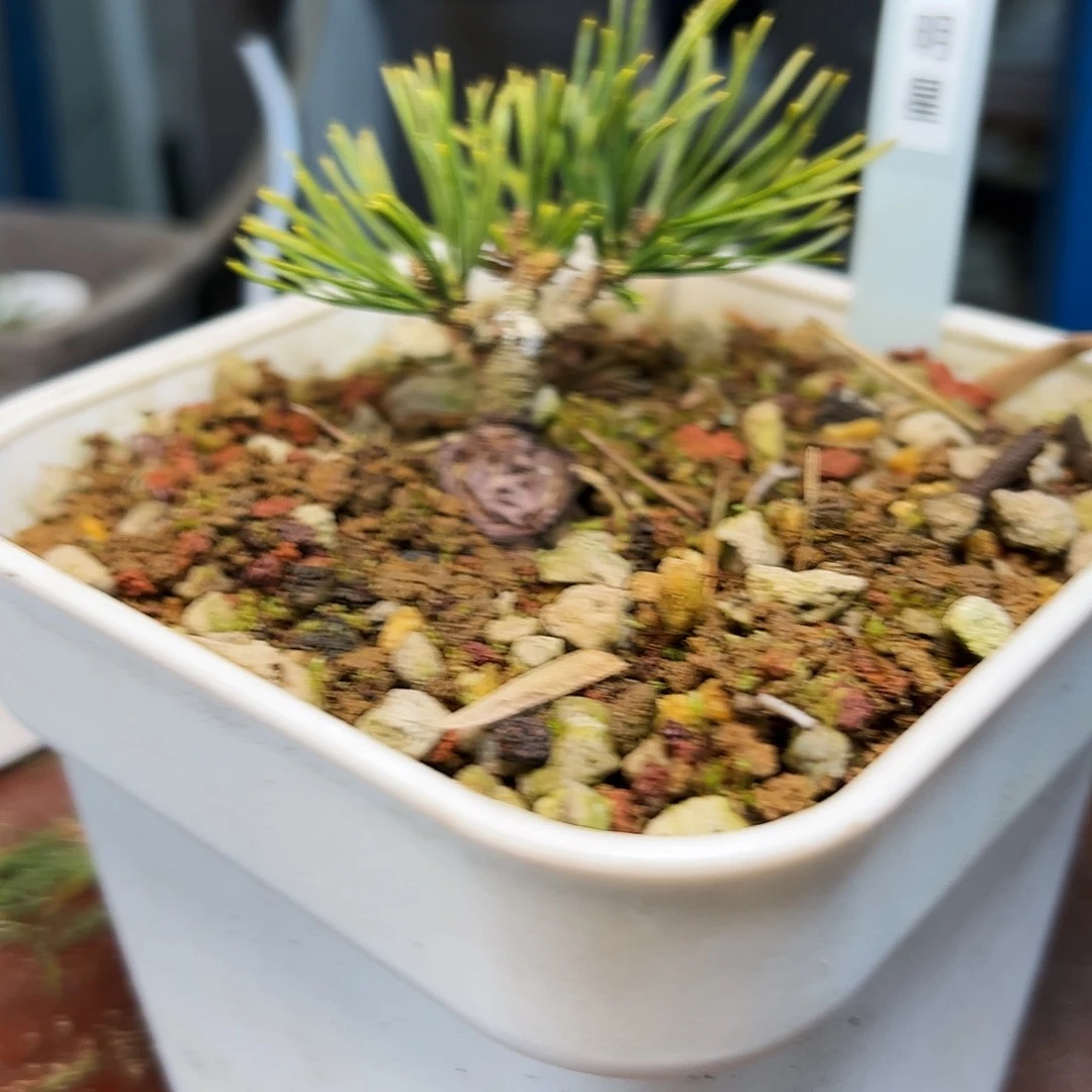 顺***l健健康康快快乐乐健健康康了