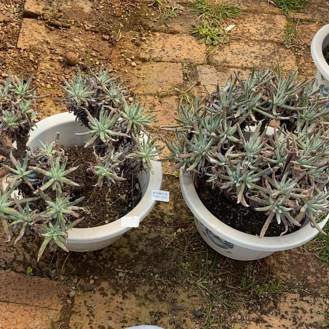 牛*112号爱度两个大群瑕疵