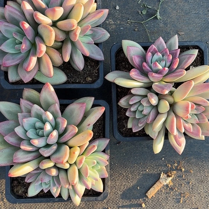 白体赫本鲁斯三头精品多肉