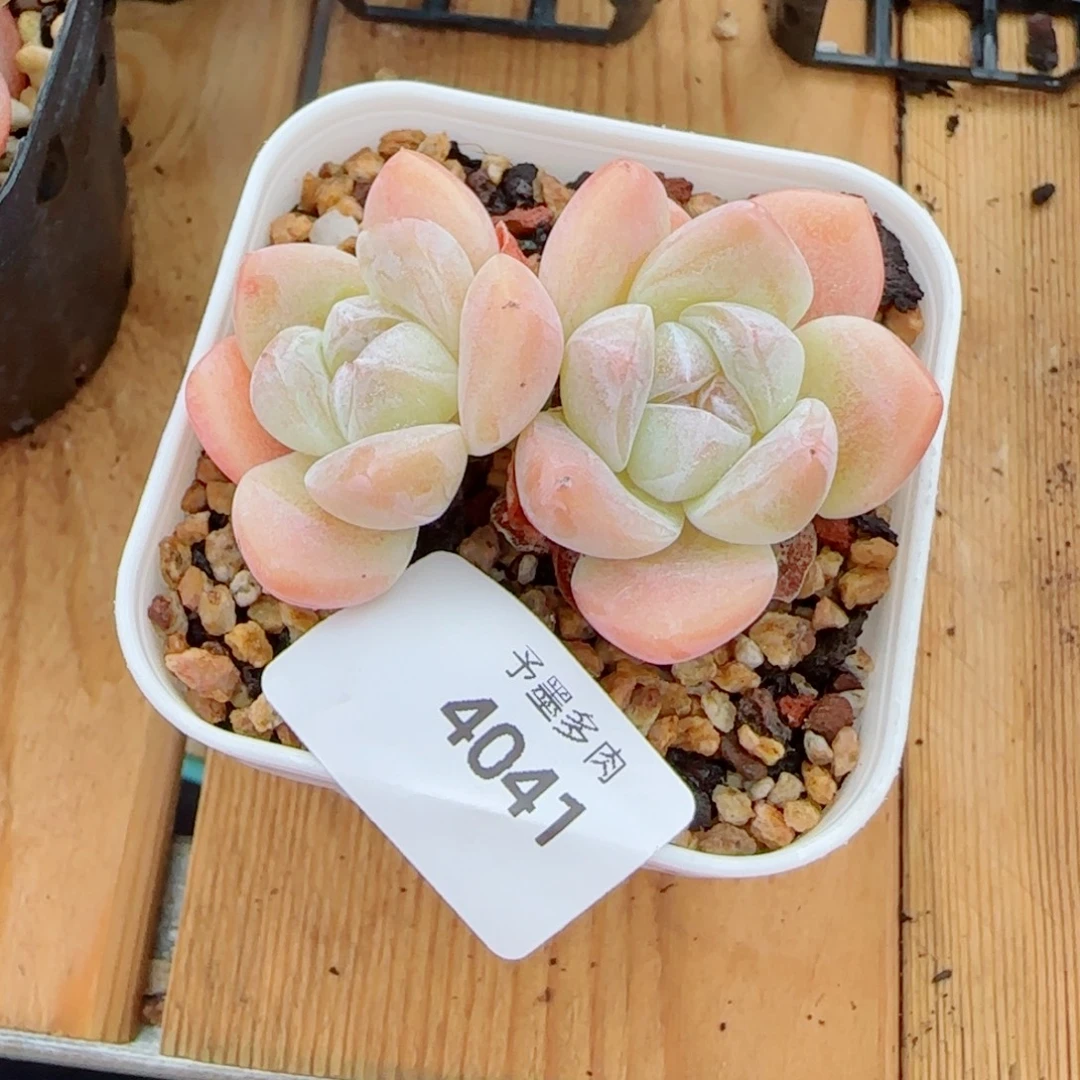 冰玉，4041多肉植物