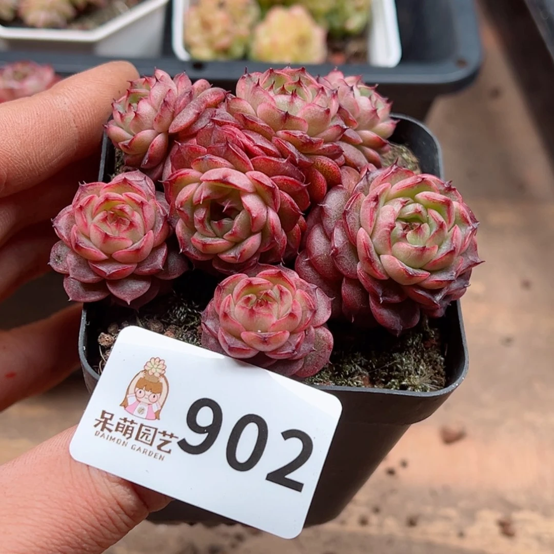 多肉植物多肉植物