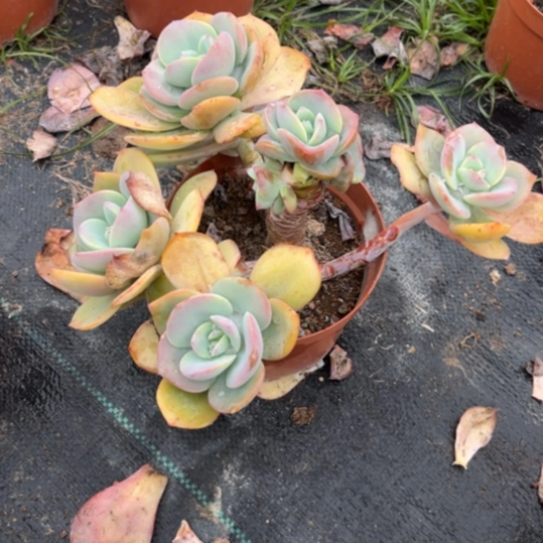 【闪购商品】猫*语白冈