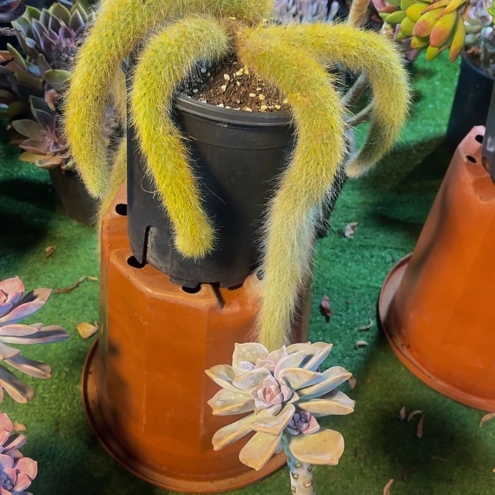 能***婆1丽娟花卉火狐狸520