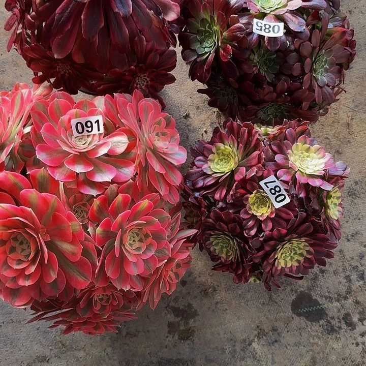 春**子087.091.085.093美 粉女 维纳斯 变异