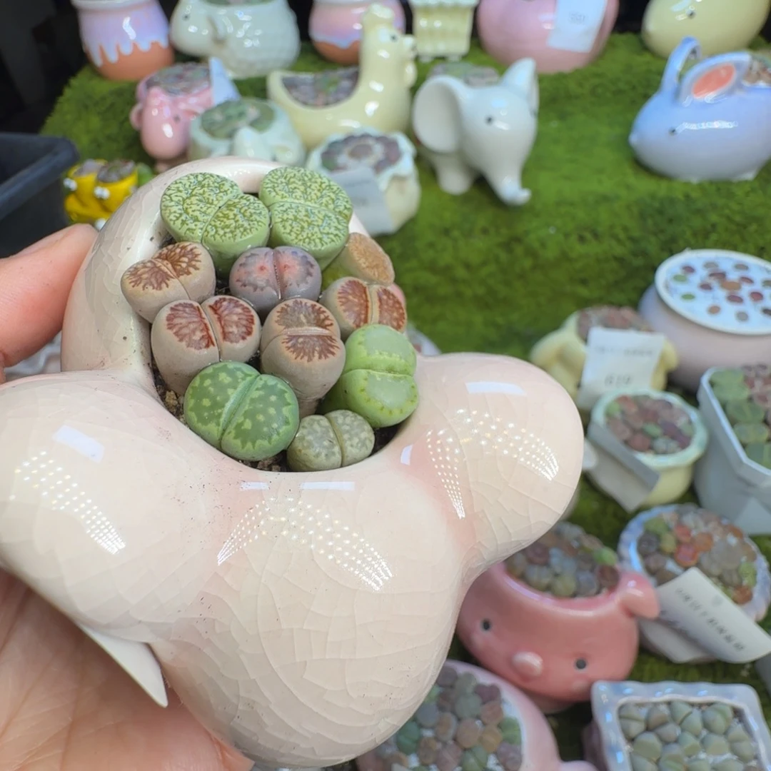 花***%多肉植物福利冲1431