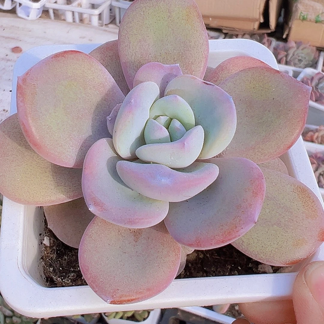 大单头奶茶19包邮多肉