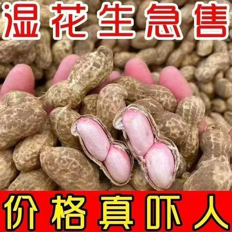 25年现挖新鲜带壳湿花生可水煮生吃农家自种粉白皮花生