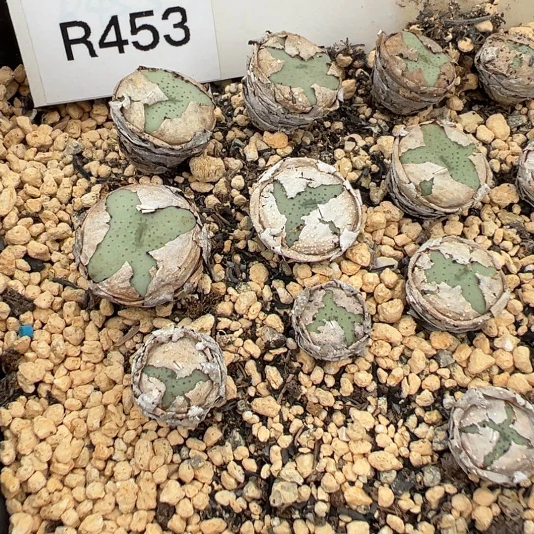 7-30量拍r453大饼一颗