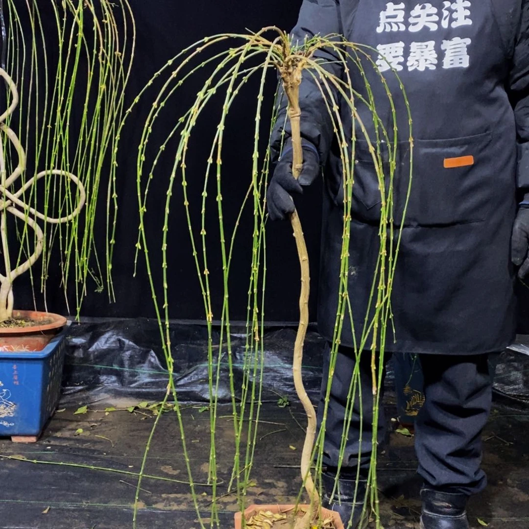 三台迎春，一物一拍，