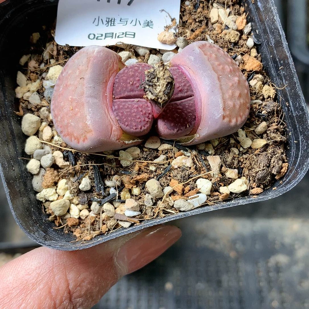 H17多肉植物保护研究所