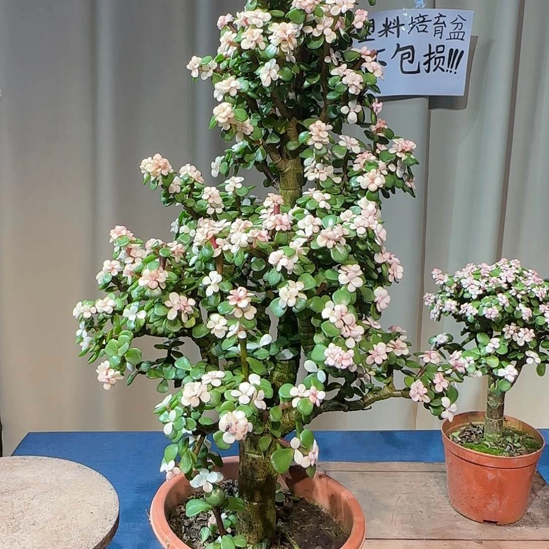 金枝玉叶大老庄带盆带土