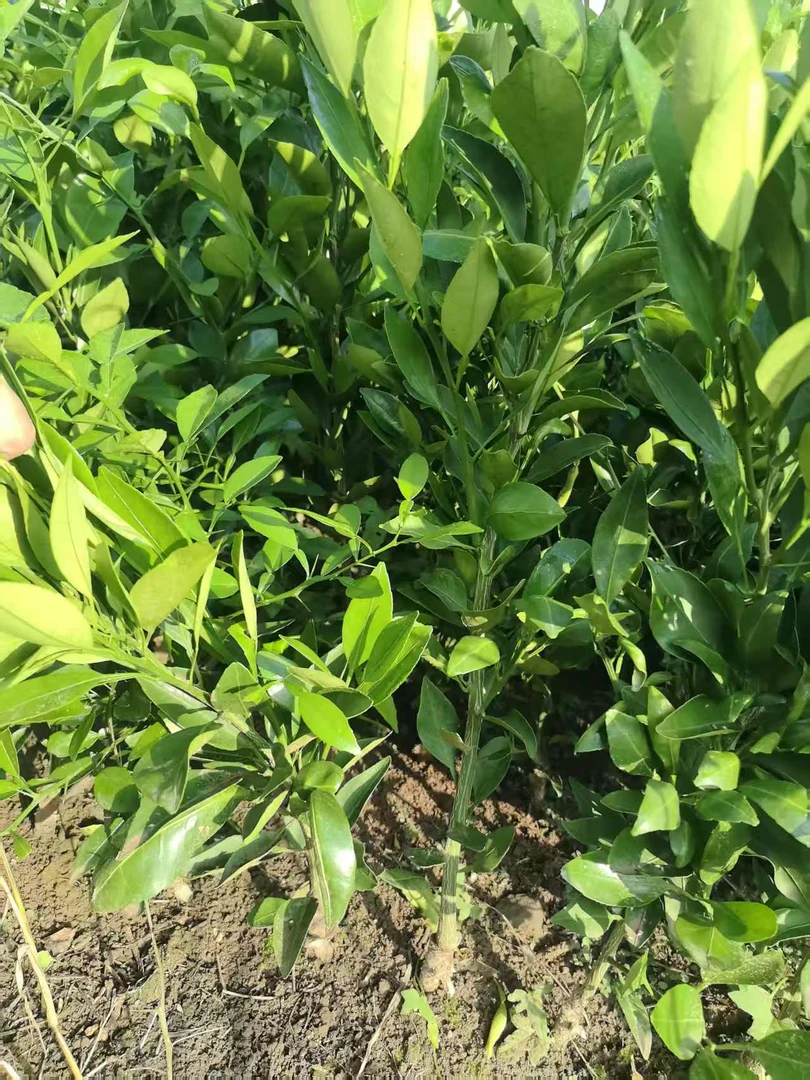 四川优质柑橘苗甘平裸根保湿发货