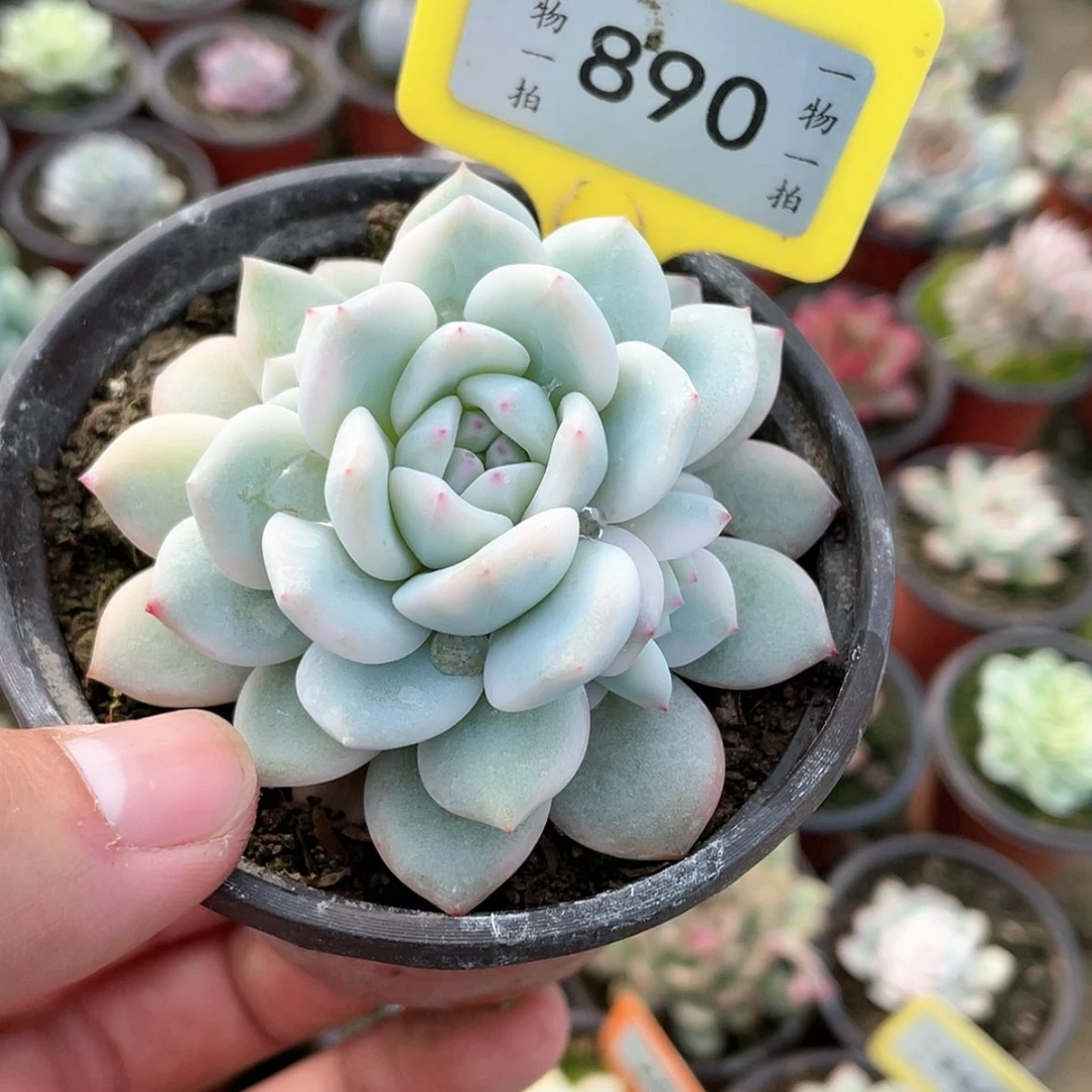 【闪购商品】890号