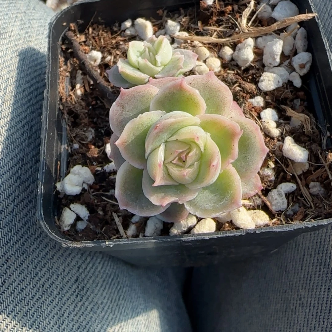 多肉小卡拉米糖心一物一拍