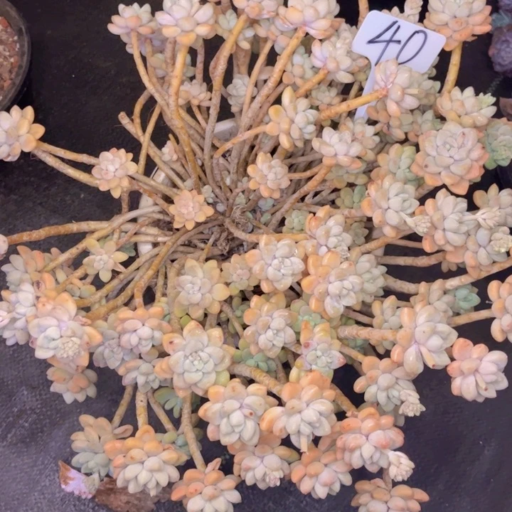 友家多肉一物一拍40