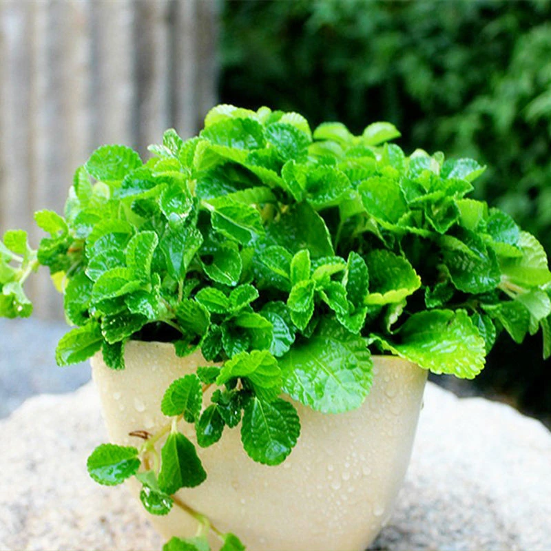 驱蚊薄荷种子盆栽驱蚊提神室内绿植好养易活净化空气