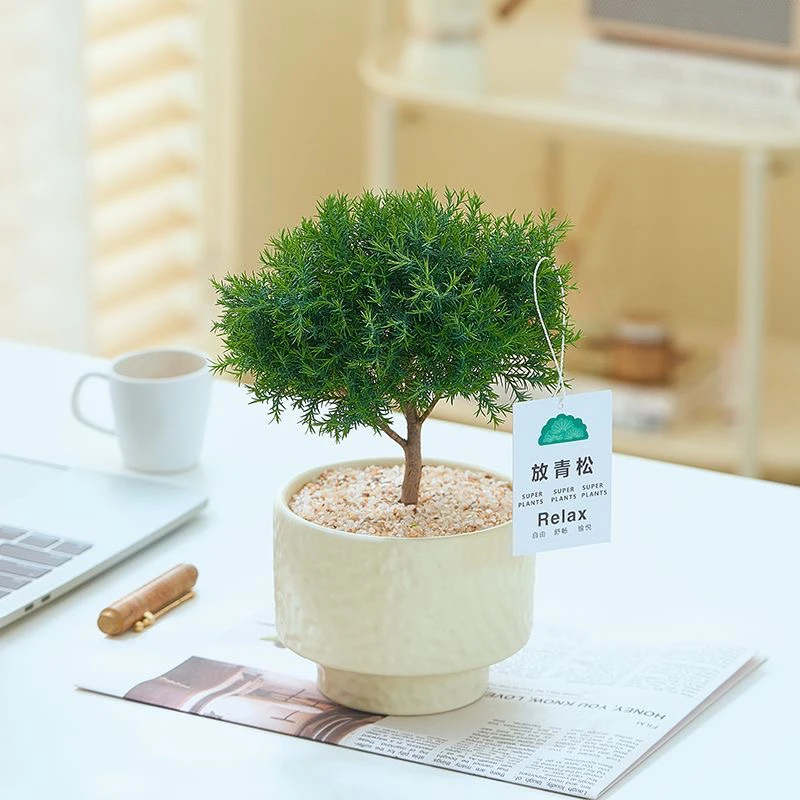 雾松盆栽客厅办公室净化室内空气四季常青桌面绿植好养盆景植物