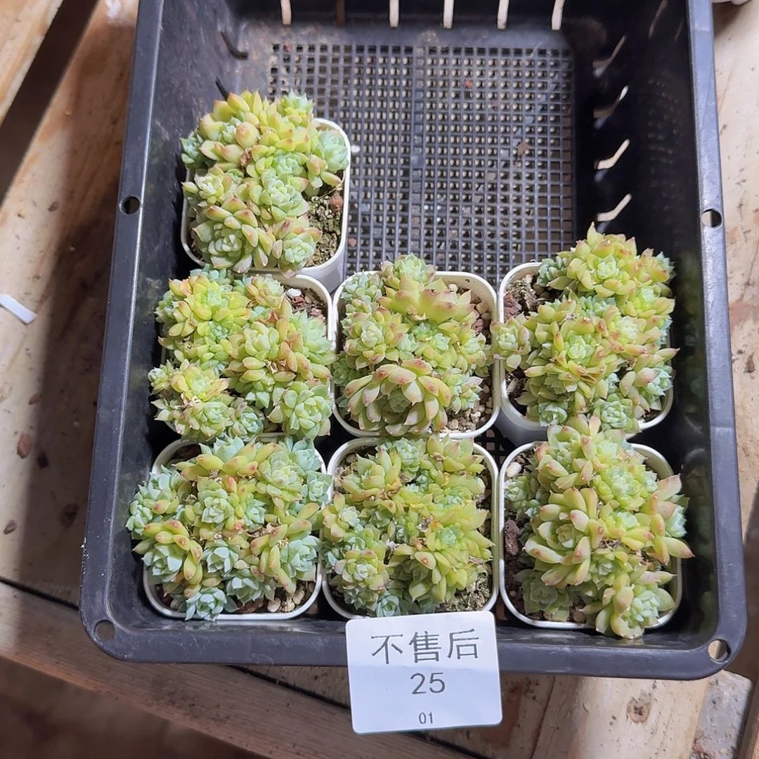 烂粑粑不售后福利25