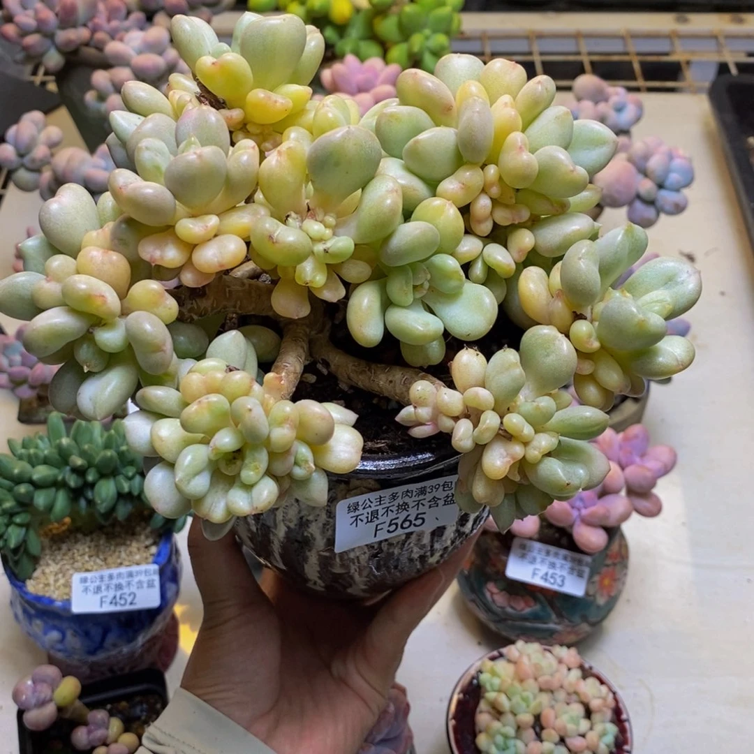565比尔盖茨多肉12cm