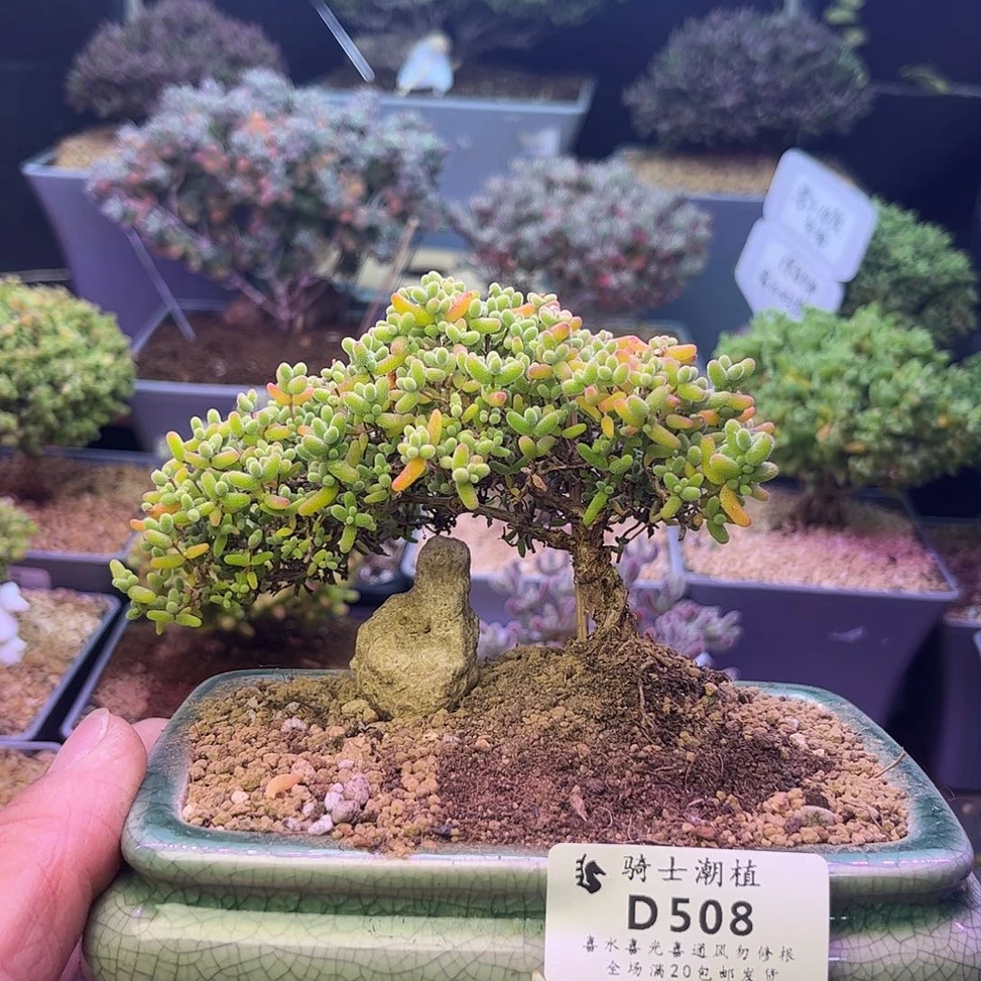 508蜜橘糖球造型桩