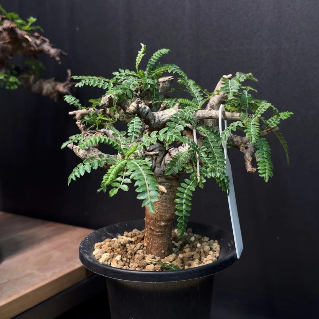 尼勒达乳香产地熟桩