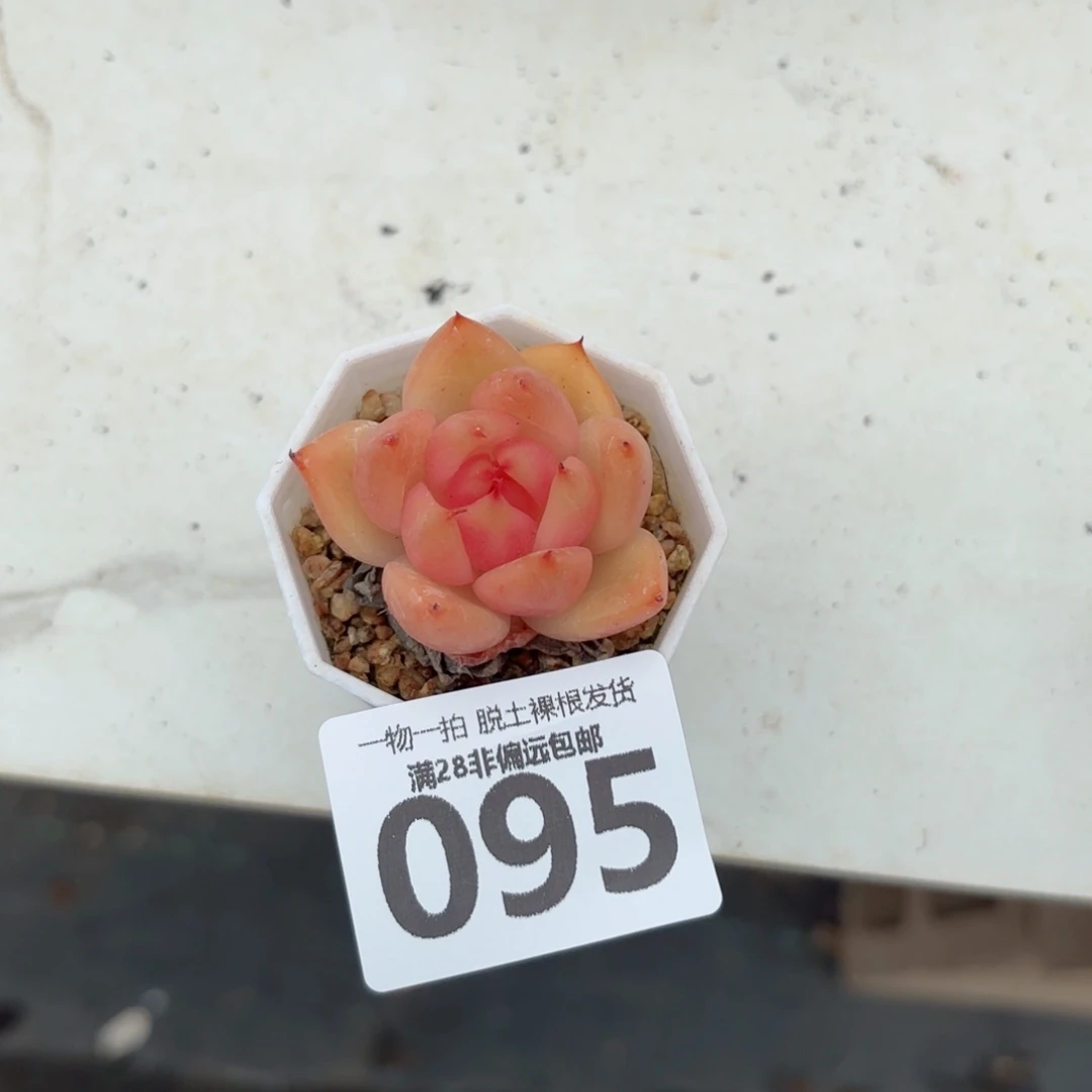香槟杂无盆土发货
